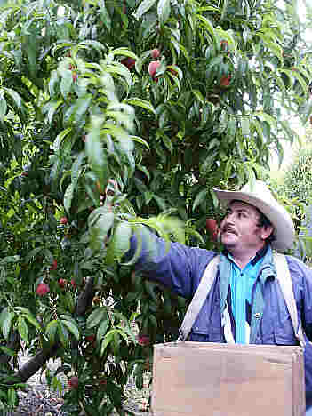 fruit picker