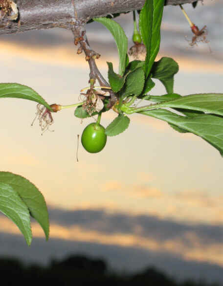 pluot